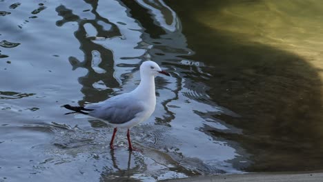 la gaviota interactúa con el agua en la orilla de un río