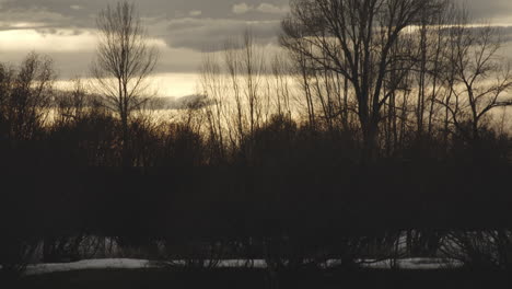 trees silhouette at sunset