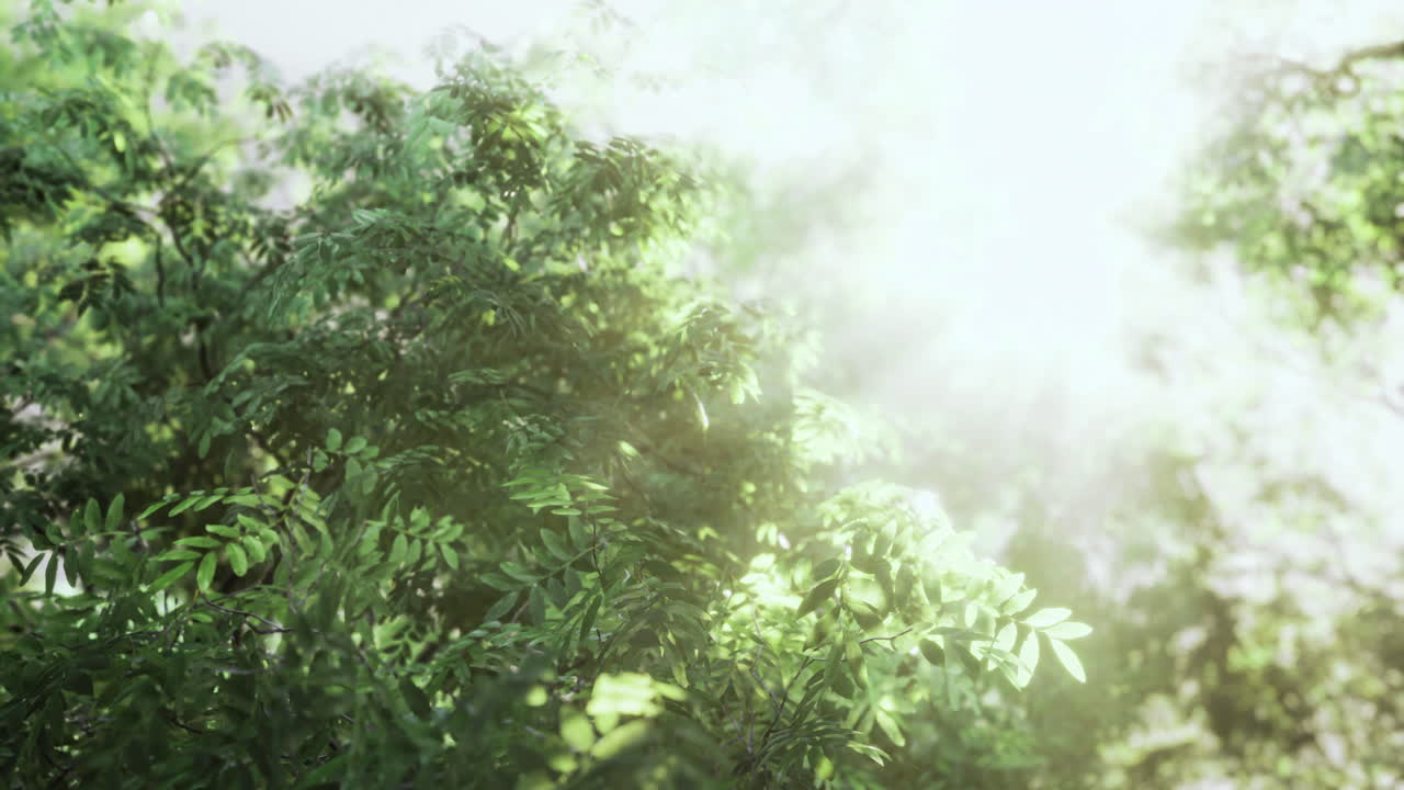 Sunlight filters through lush green leaves in a tranquil forest setting