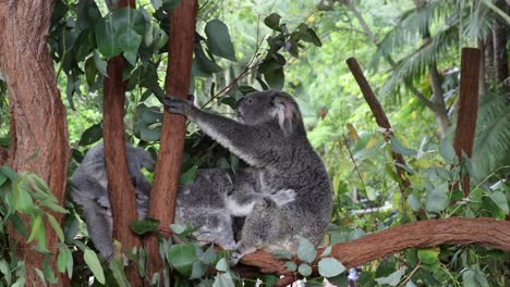 koalas climbing and interacting on tree branches