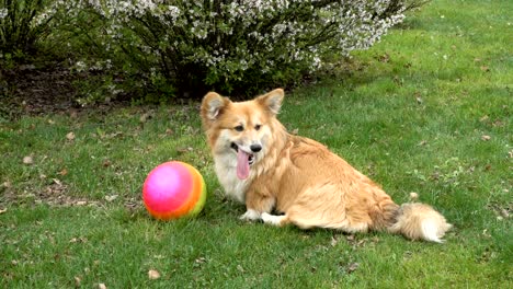 corgi fluffy dog sitting on a grass