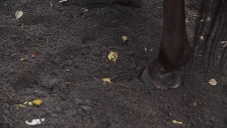 pezuñas de caballo caminando sobre arena, suciedad en un bosque en cámara lenta, marrón
