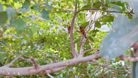 Pájaros-De-Colores-Posados-En-Una-Rama