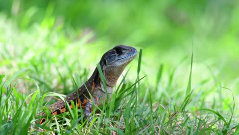 common butterfly lizard, leiolepis belliana, on a sea of green grass not too far away from its burrow