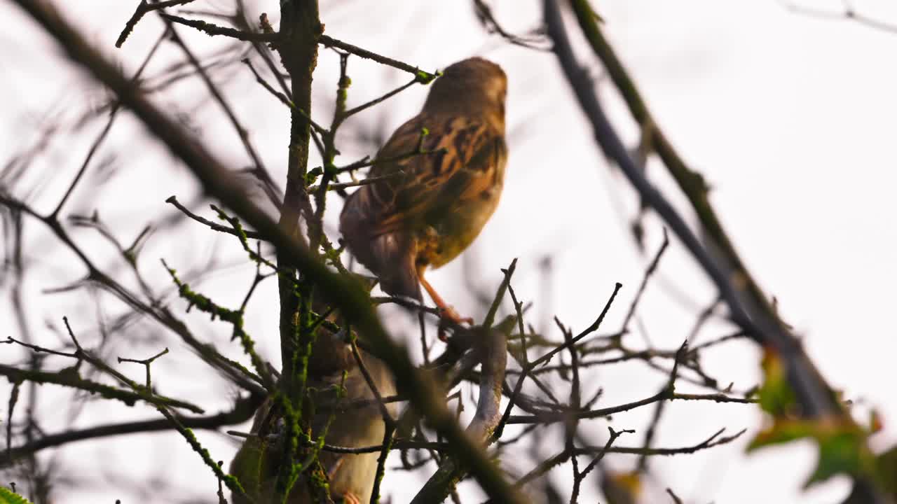 Watch a downy juvenile sparrow chirp as it awaits food from its attentive mother, who scans her surroundings before departing in a dynamic tilt-up shot