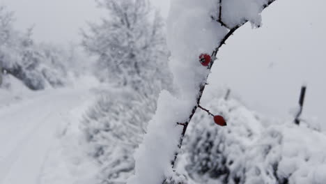 Schneedecken,-Kahle-Bäume-Und-Ein-Kalter,-Schneebedeckter-Winterhimmel,-Konzentrieren-Sich-Auf-Den-Vordergrund-In-4k