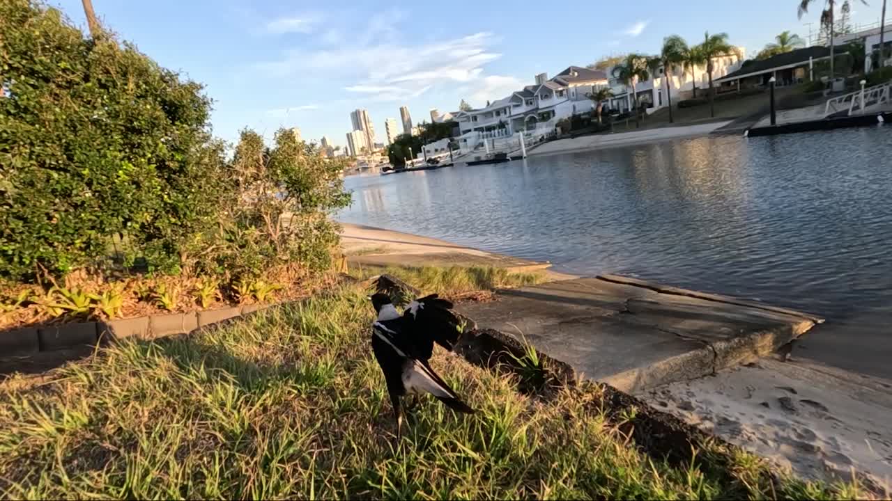 조용한 강 위를 날아다니는 새의 순서