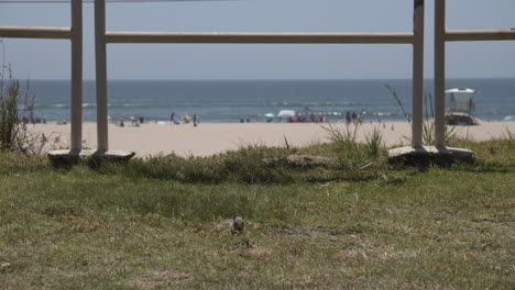 hungry beach squirrel eating lunch with beach and ocean in the background.