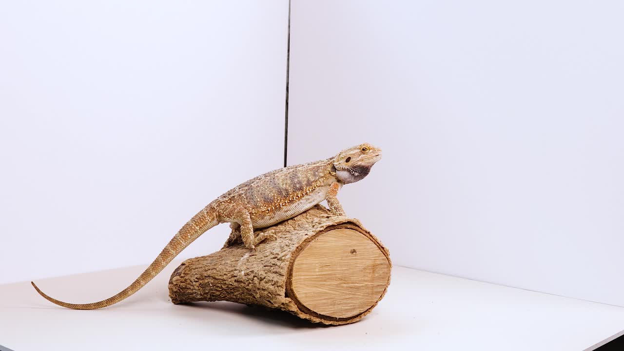 A bearded dragon interacts with a hand in a simple, well-lit environment, showcasing natural behavior and curiosity