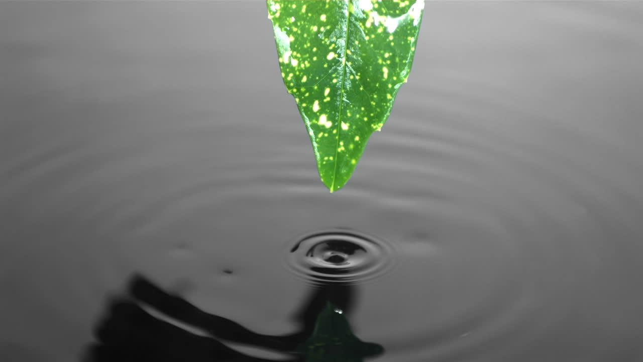 капли, падающие с листьев