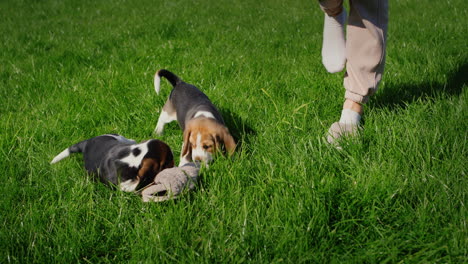 Los-Cachorros-Activos-Juegan-Con-La-Dueña:-Muerden-Sus-Pantuflas,-Juegan-Juntos-En-El-Césped-Cerca-De-La-Casa.