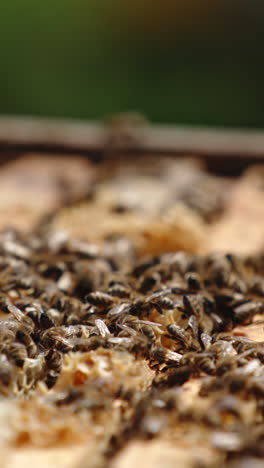 opened bee hive filled with numerous frames. working bees crawling over the tops of frames, making propolis. blurred backdrop. vertical video