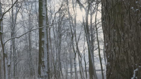 Cacerola-Lenta-A-La-Izquierda-A-Través-Del-Tronco-Del-árbol-Para-Mostrar-El-Bosque-De-Nieve-Fría