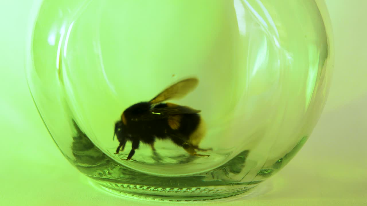 Large bumblebee trapped in a glass jar, trying to take off, light green background light, closeup shot