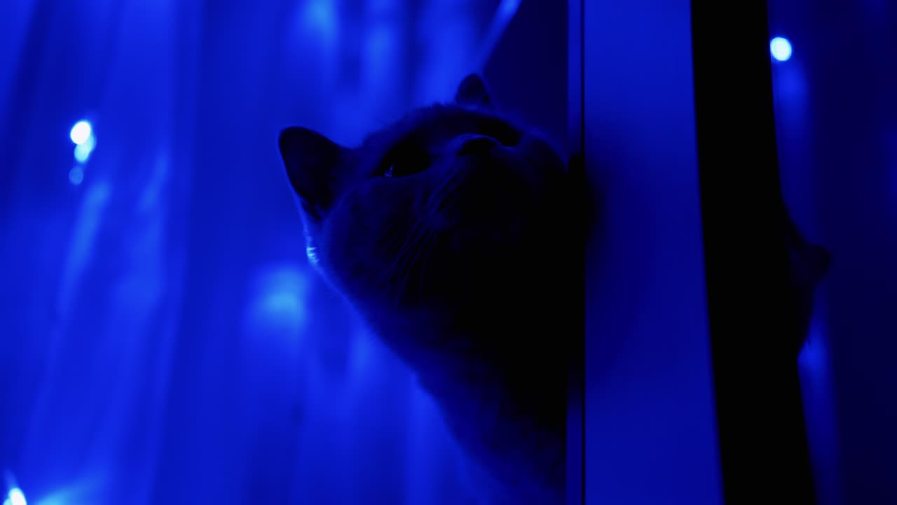 반이는 크리스마스 꽃받침의 배경에 영국 고양이의 머리. 근접.