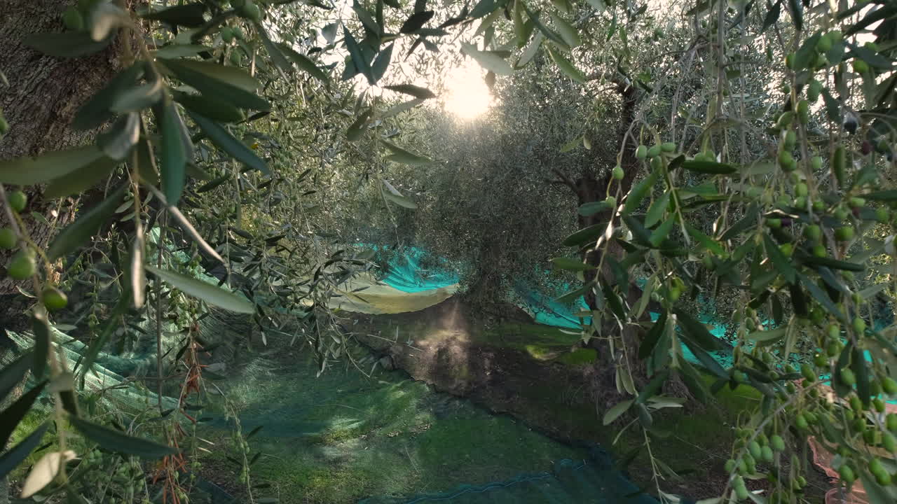 화창한 날에 올리브 나무 재배 농업