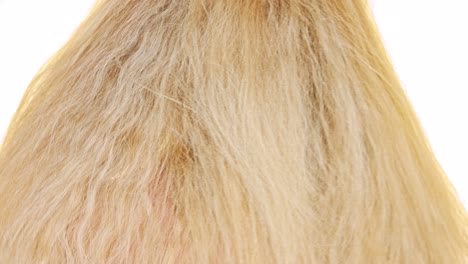 Close-up-view-of-a-woman's-long-blonde-hair-from-behind