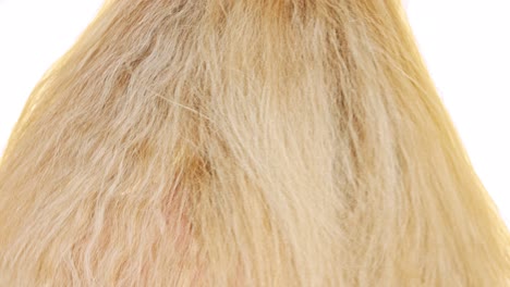 close up view of a woman's long blonde hair from behind