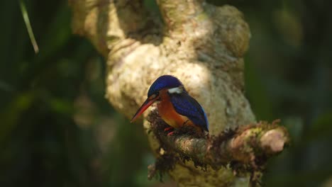 seen from left side is a blue-eared kingfisher bird with blue back and orange breasts perched on a mossy branch