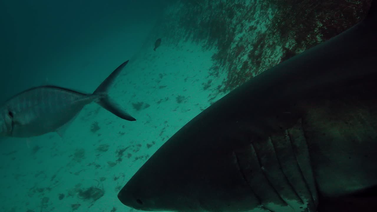 gran tiburón blanco carcharodon carcharias islas neptuno sur de australia 4k cámara lenta 50fps