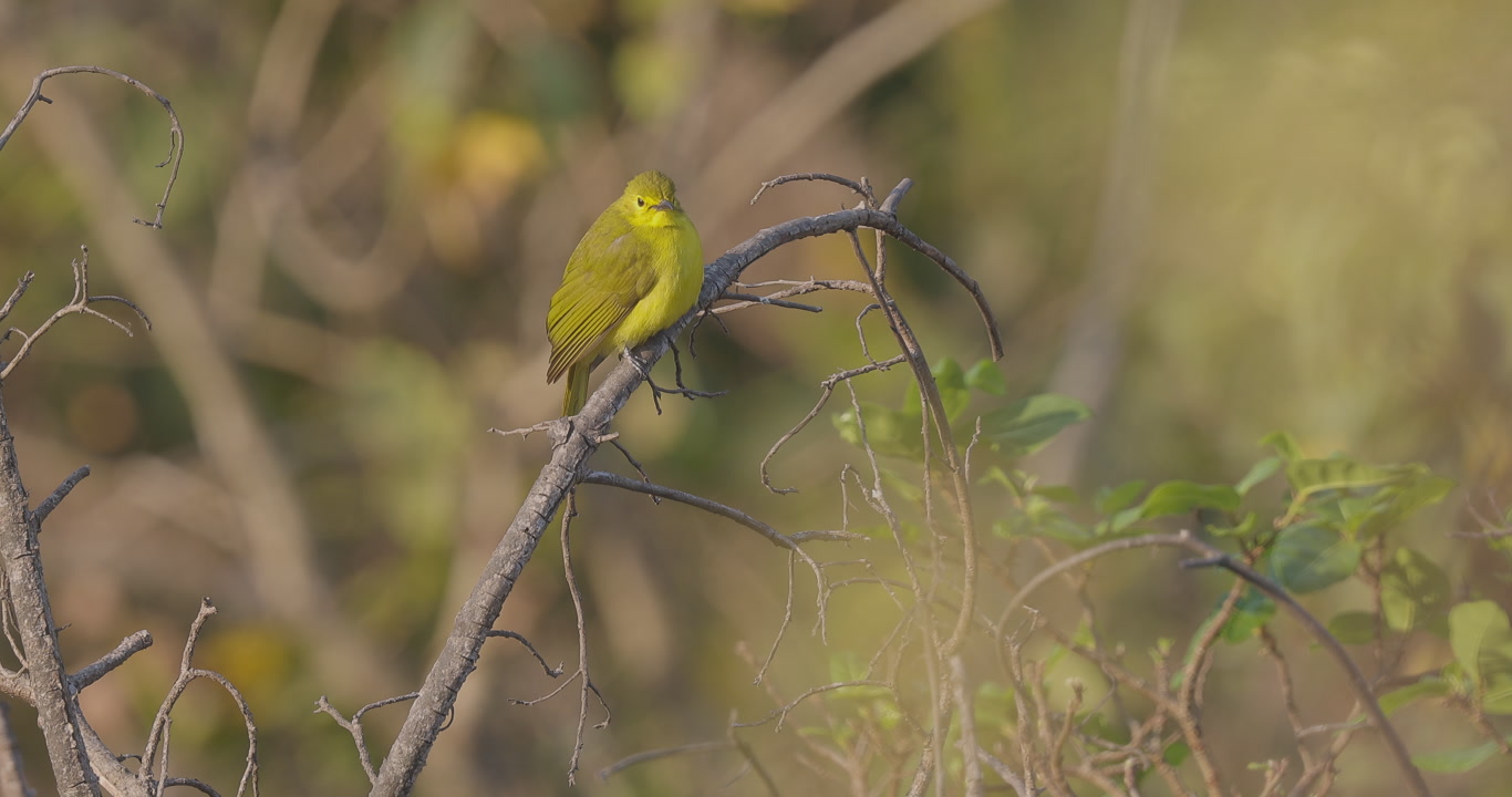 Endemic Yellow-browed Bulbul singing on a high treetop as it poops on a crisp winter morning in the Ghats.