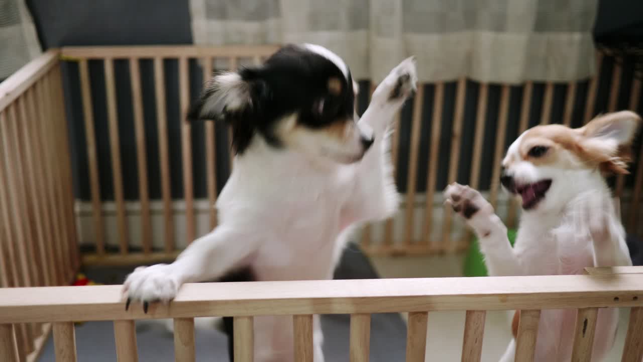 작은 개 두 마리가 집에서 놀고 있다