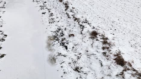 drone capturing a beautiful hunting fox during the winter season