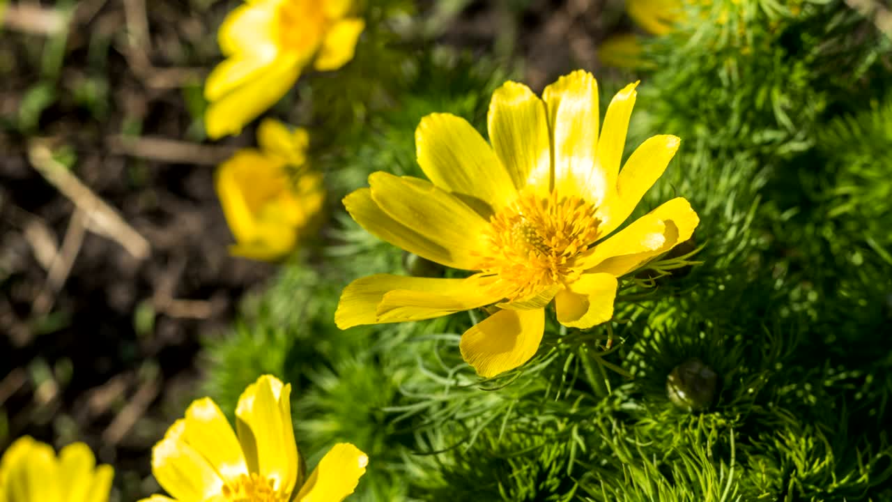 Yellow flower growing on a nature background