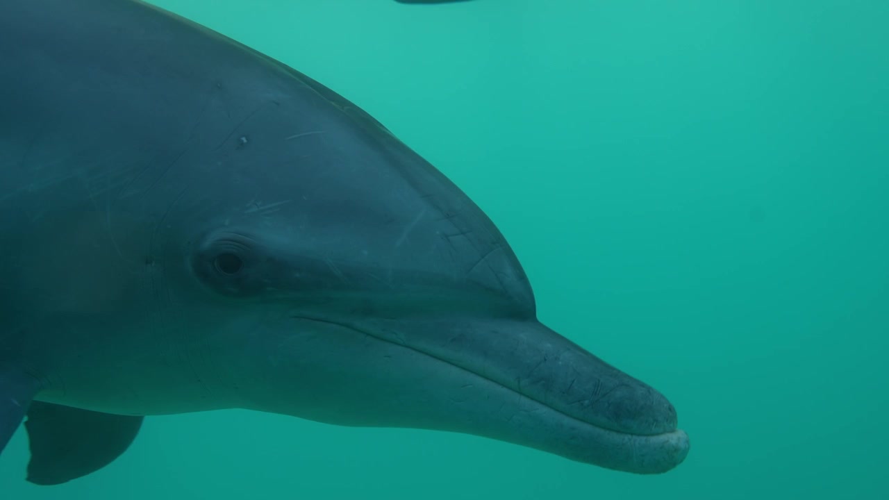Delfini che passano davanti alla telecamera sott'acqua con una luce splendida e visibilità cristallina