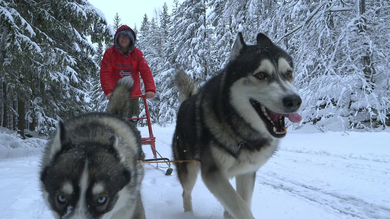 un primer plano de huskies arrastrando a un hombre en un trineo, rodeado de un bosque nevado, en un día frío de invierno, - cámara lenta en reversa