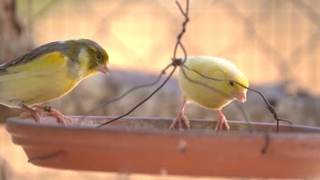 pájaro canario dentro de la jaula alimentándose y posándose sobre palos y alambres de madera