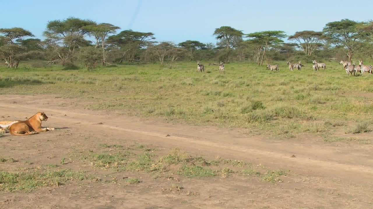 Una leonessa osserva intensamente un gruppo di zebre.