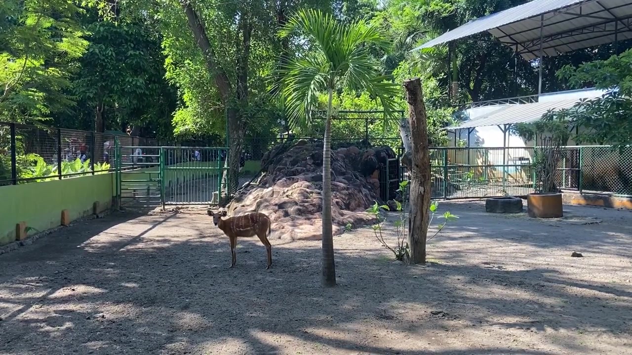 Giovane nyala in piedi in un recinto dello zoo
