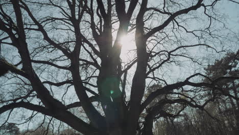 sun flare with bokeh shining through branches of leafless tree in the park during springtime