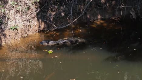 Asiatischer-Wasserwaran,-Varanus-Salvator,-Khao-Yai-Nationalpark,-Thailand