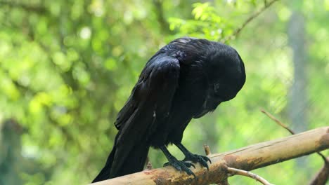 Der-Kolkrabe-(Corvus-Corax),-Auch-Nordkrabe-Genannt,-Ist-Ein-Großer,-Komplett-Schwarzer-Sperlingsvogel.-Sie-Kommt-Auf-Der-Nordhalbkugel-Vor-Und-Ist-Die-Am-Weitesten-Verbreitete-Aller-Rabenvögel.