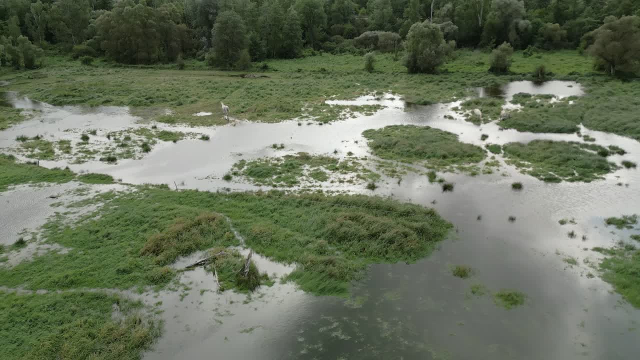 Flooded green wetland landscape after heavy rain surrounded by lush trees and vegetation