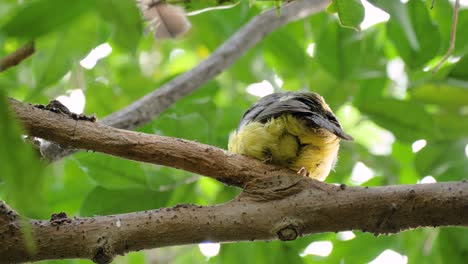 primer plano de un tejedor de cuello negro limpiando alas y plumas