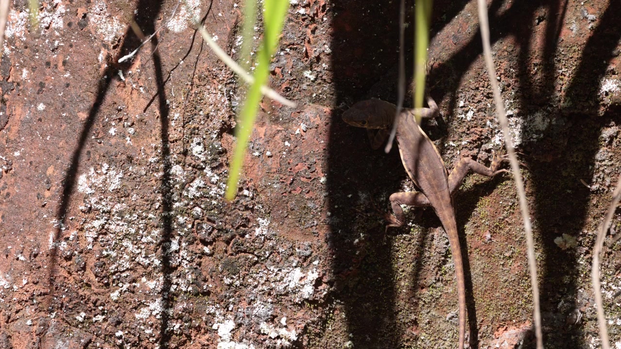 Reptil lagarto de lava negro tropical salvaje de la selva amazónica de América del Sur cazando en tierra roja.