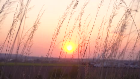 Hohes-Glas-Weht-Im-Wind,-Während-Die-Sonne-Untergeht