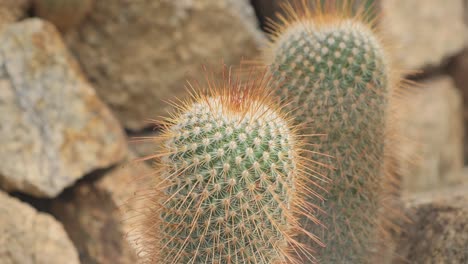 a closeup view of a cactus california cactus of the cactus family a closeup view of a cactus california cactus of the cactus family