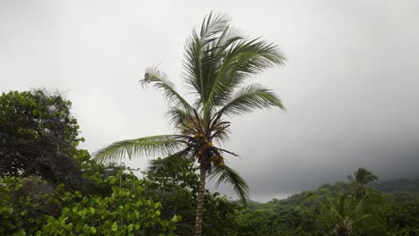 Una-Sola-Palmera-Se-Balancea-Con-El-Viento-Bajo-Un-Cielo-Gris-Inquietante,-Proyectando-Una-Escena-Ominosa-Pero-Fascinante,-Mientras-Una-Tormenta-Se-Cierne-En-El-Horizonte