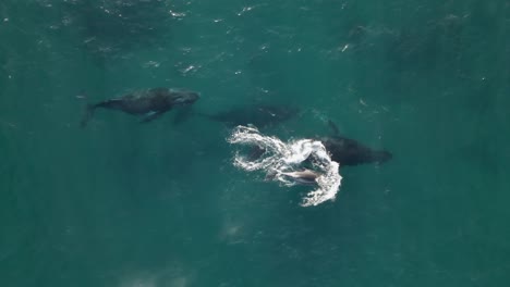 vista aérea sobre las ballenas jorobadas que brotan en aguas azules claras de mozambique - de arriba hacia abajo, disparo de drones