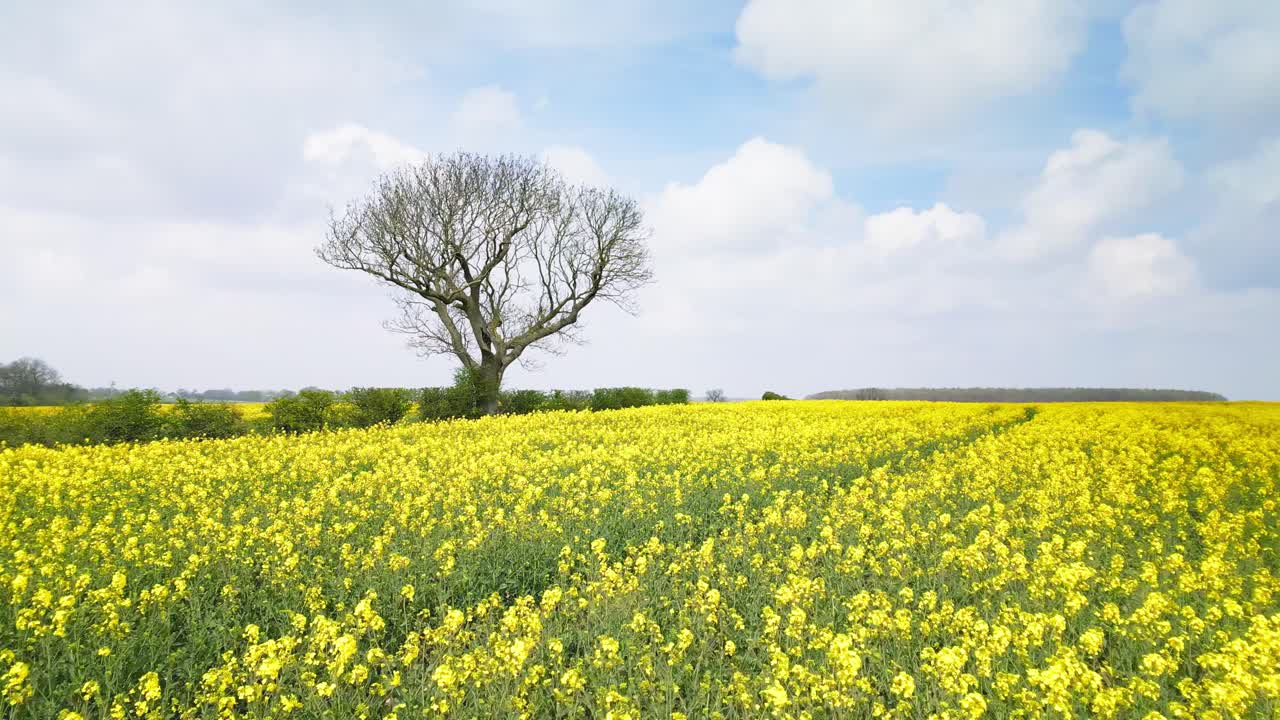 Canola Field with Single Tree