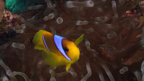 Anemone-fish-close-up-swimming-in-open-sea-anemone-in-the-Red-Sea