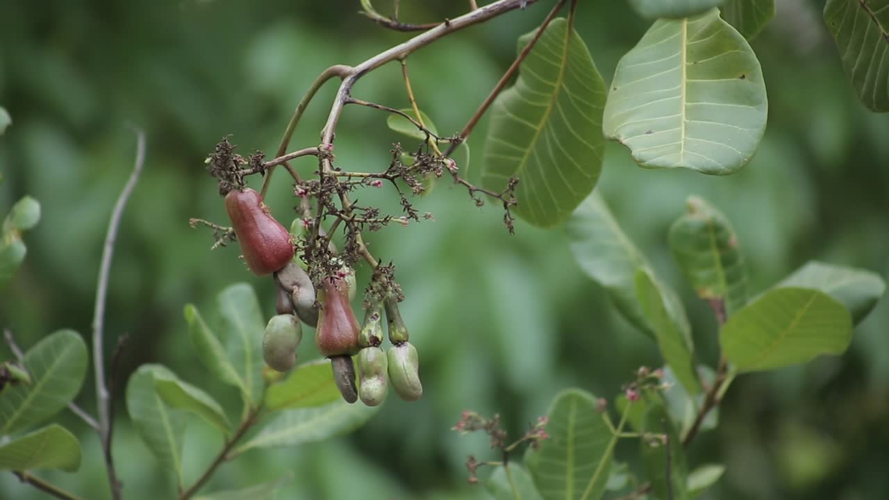 un racimo de frutos de anacardo y anacardo crudo que crece en la granja