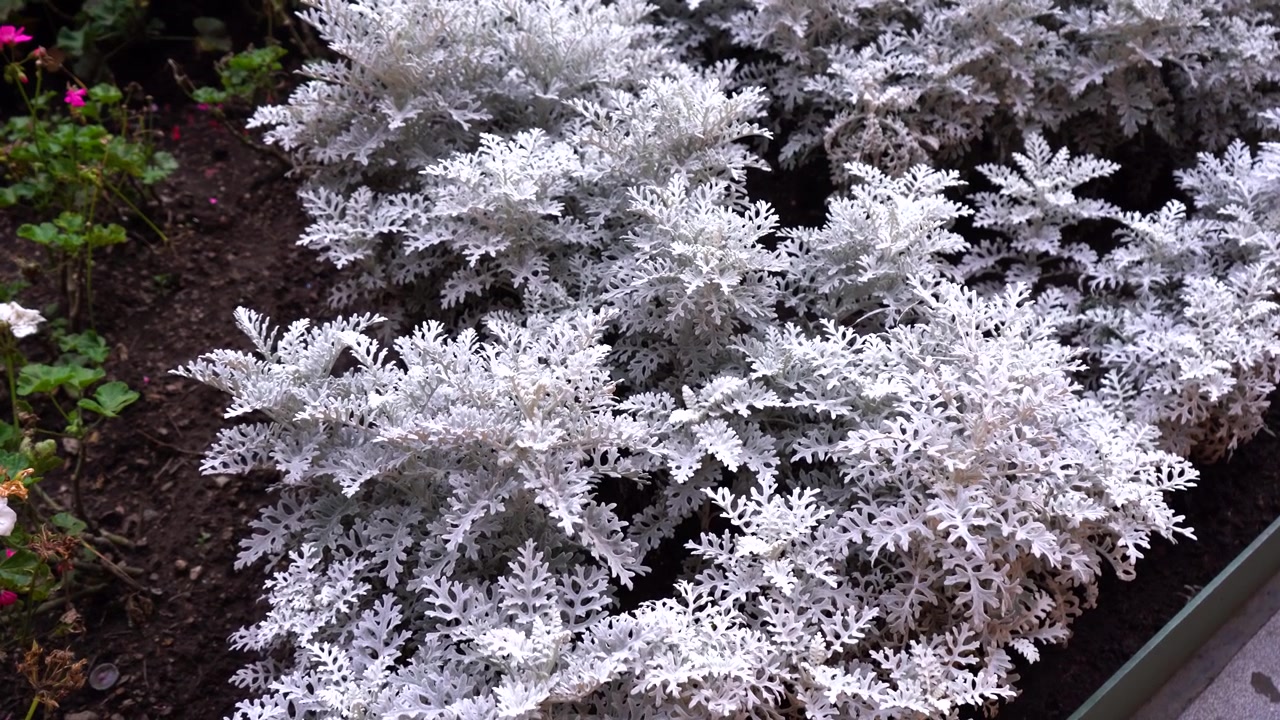 Il fogliame argentato della cineraria marittima riempie l'aiuola, le piante crescono in grappoli piumati e strutturati all'aperto
