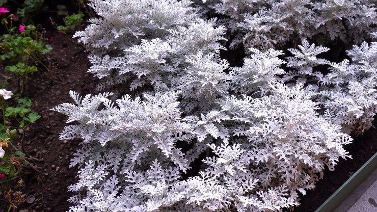 Il fogliame argentato della cineraria marittima riempie l'aiuola, le piante crescono in grappoli piumati e strutturati all'aperto