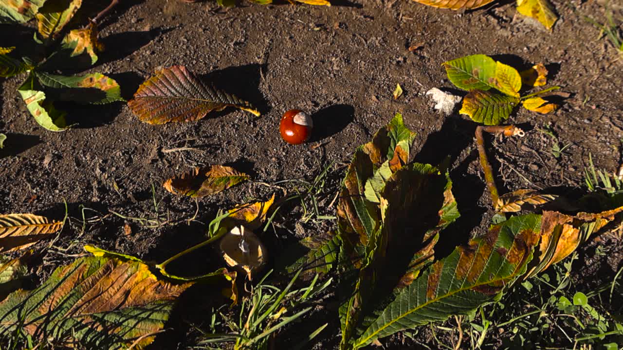Close up video gliding over golden dark brown and glossy shiny chestnuts on dark soil next to fallen golden yellow and orange autumn leaves at sunny day time with grass visible on the side