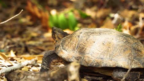 wild turtle crawling on dry leaves ground, exploring environment close up